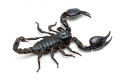 Heterometrus silenus Vietnam adult